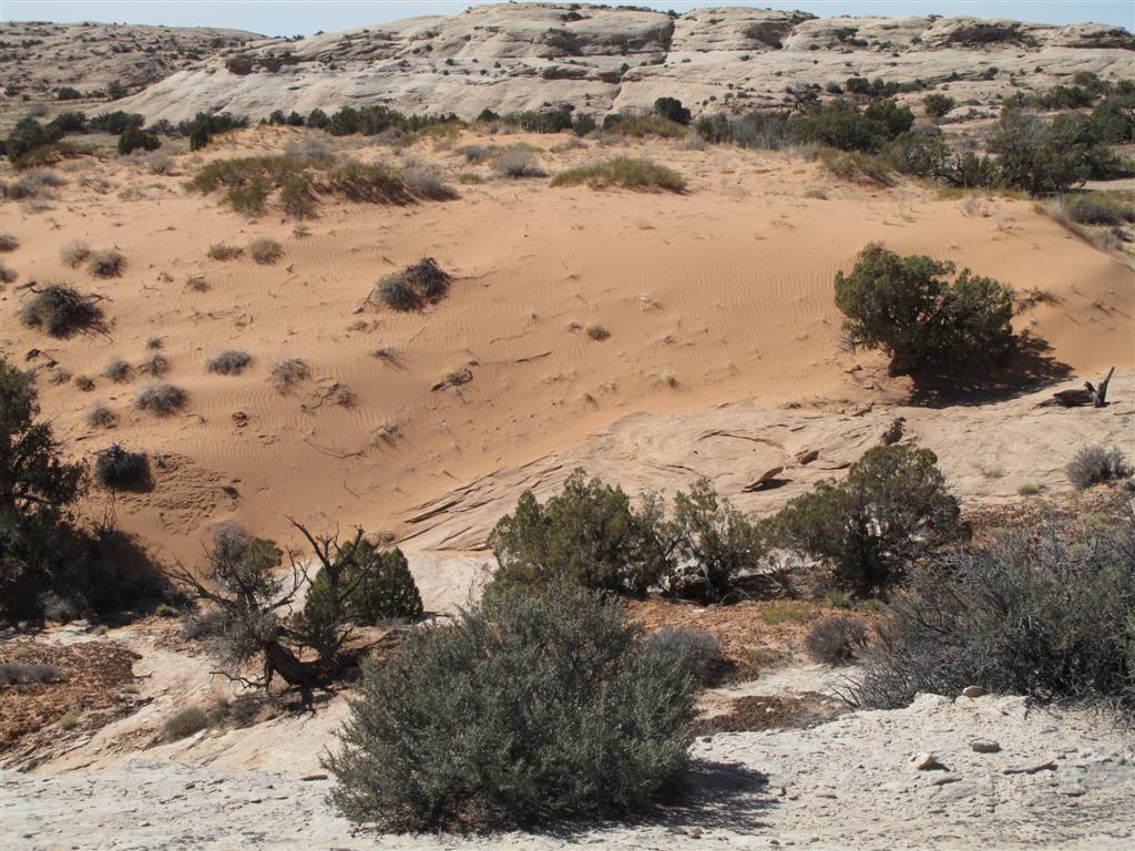 IMG_5598 (Large).JPG IMG_5598 (Large).JPG